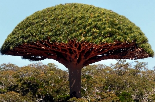 Dragon’s blood tree